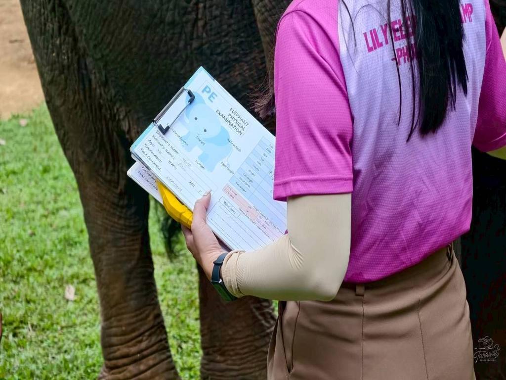 Lily Elephant Camp: Beach Walk with Elephant and Lunch - Half-Day Tour