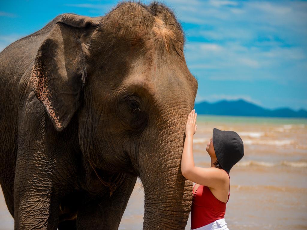 Lily Elephant Camp - Beach Walk with Elephants