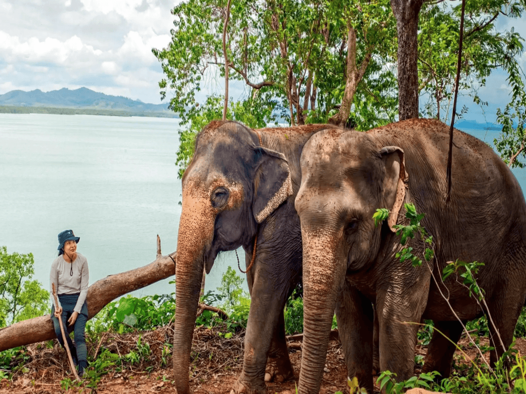 Lily Elephant Camp - Jungle to Sea Discovery