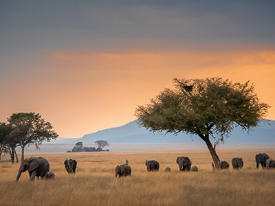 7-Day Luxury Safari Adventure: Serengeti & Ngorongoro 🦁🌍 - Tanzania (image 2)